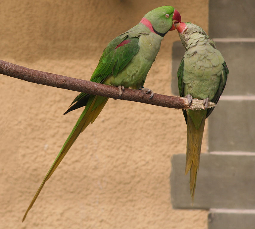 alexandrine parakeet