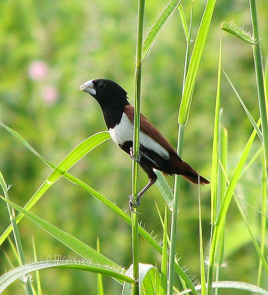 black-headed munia