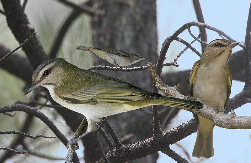 black-whiskered vireo