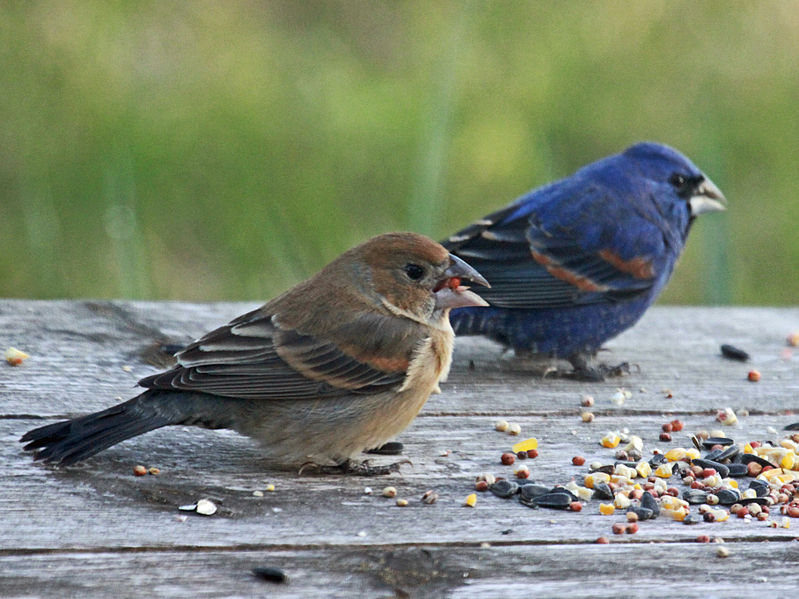 blue grosbeak