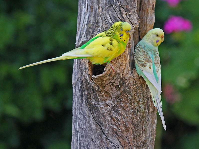 budgerigar