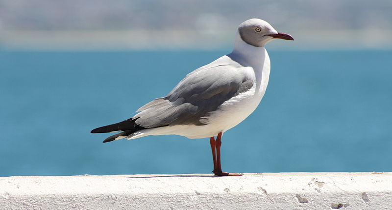 Grey-hooded Gull