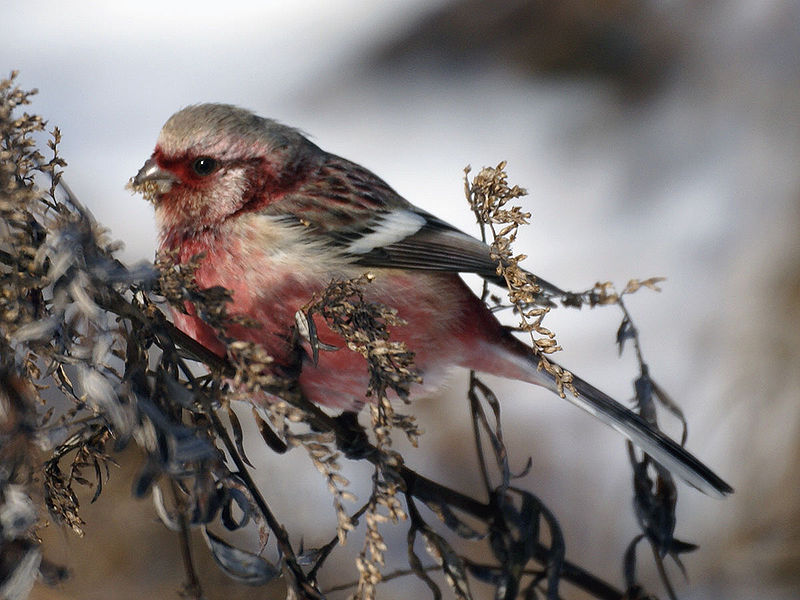 long-tailed rosefinch