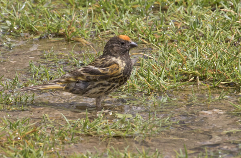 red-fronted serin