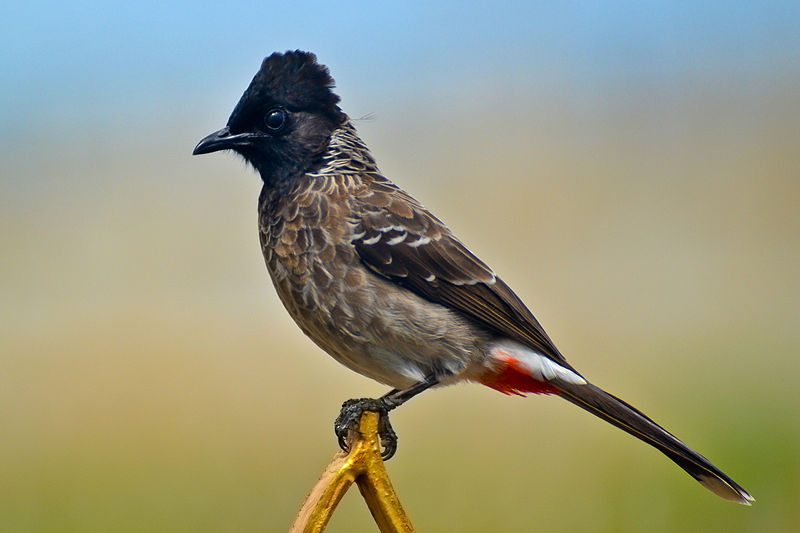 red-vented bulbul