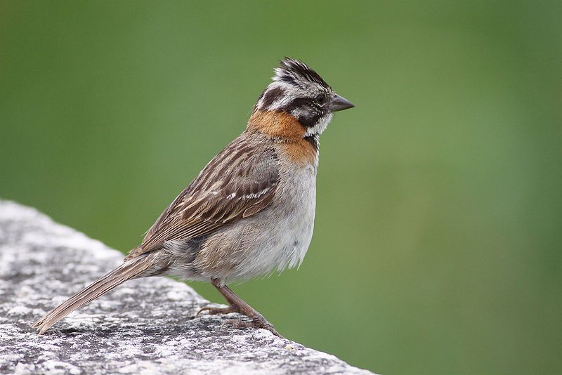 rufous-collared sparrow