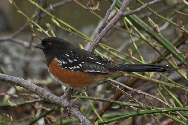 spotted towhee