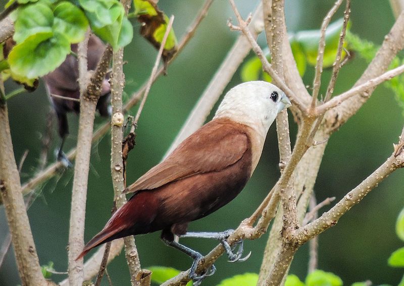 white-headed munia