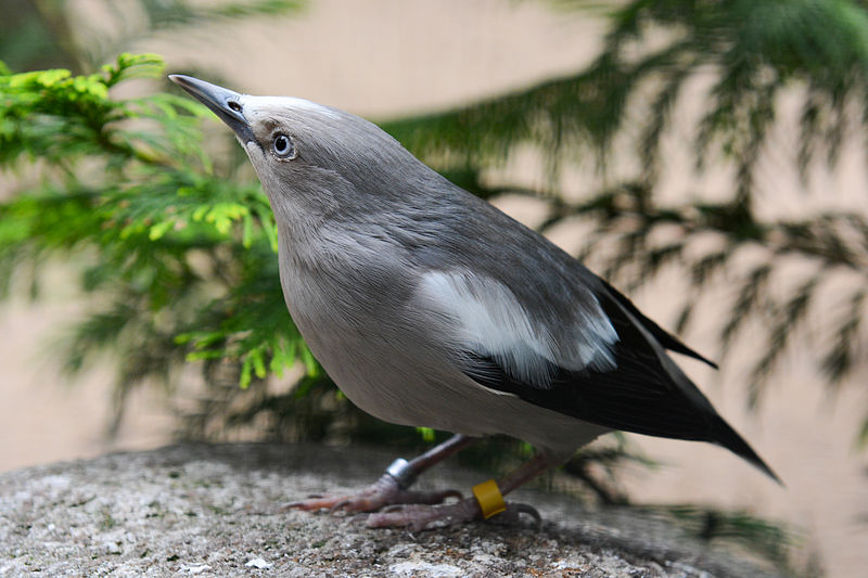white-shouldered starling