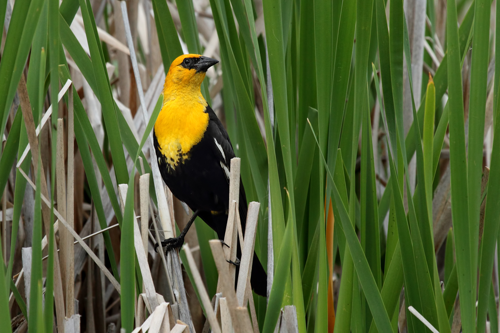 yellow-headed blackbird