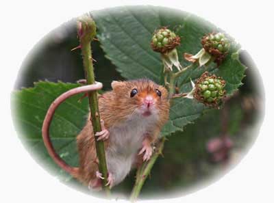 image of harvest mouse