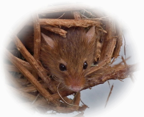 photo of Harvest Mouse