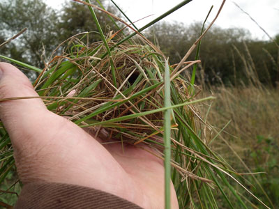 Harvest Mouse nest