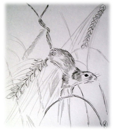Sketch of a Harvest Mouse
