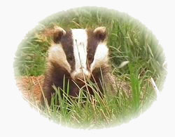 image of a badger