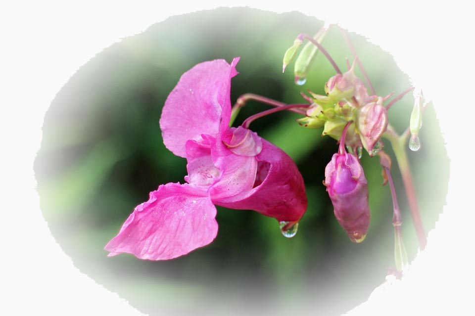 image of Himalayan Balsam