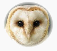 image of Barn Owl