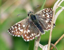 Grizzled Skipper