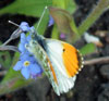 Orange-tip
