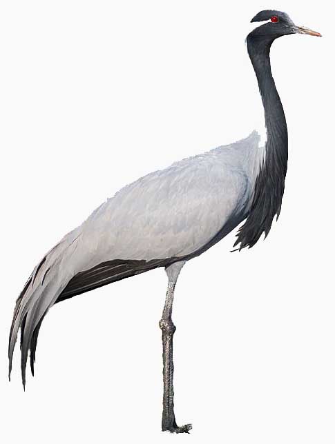 image of demoiselle crane