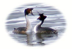 image of great-crested grebes