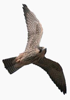 image of Hobby