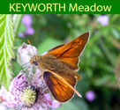 keyworth meadow logo