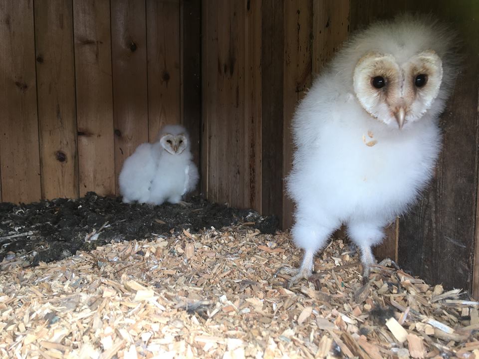 Downy chicks in the manor