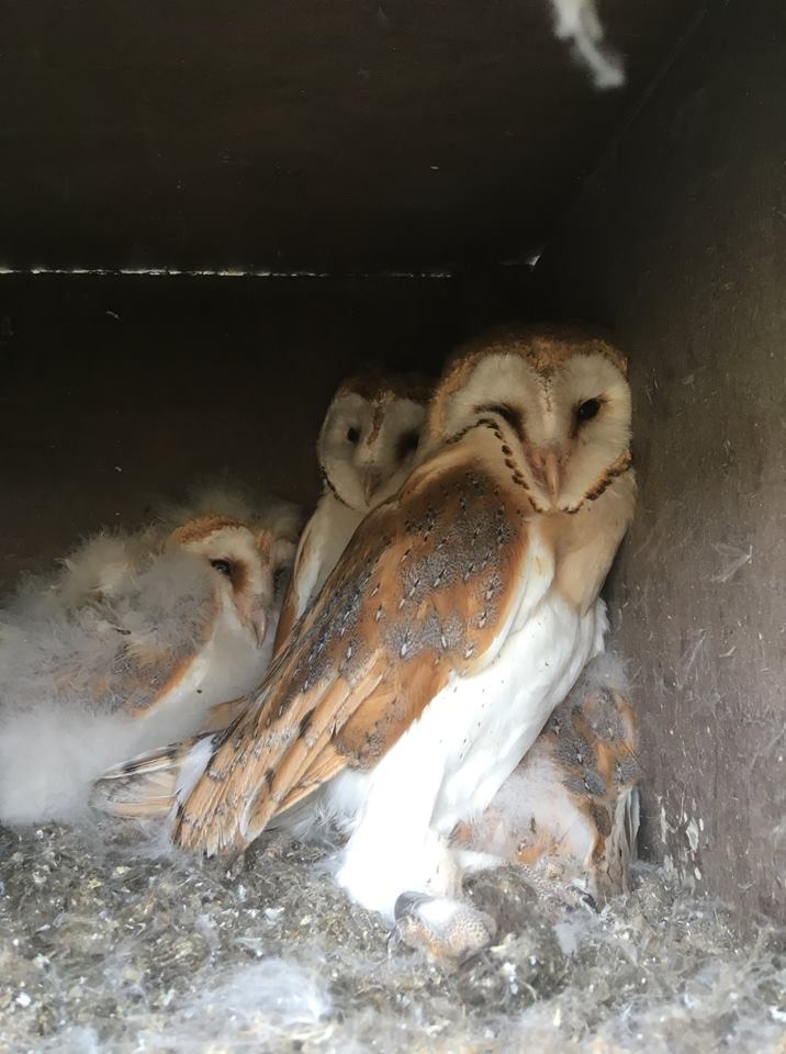 image of Barn Owl chicks