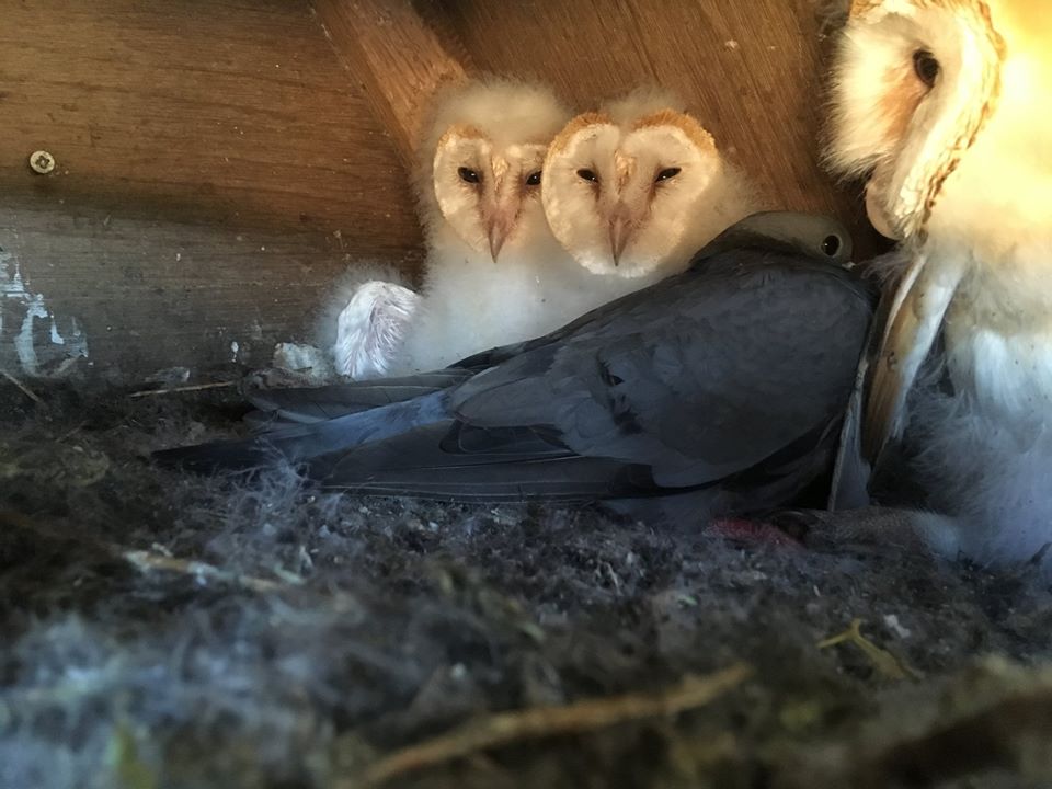 image of Barn Owl chicks with a Stock Dove