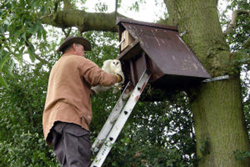 Howard up a ladder at the entrance to a nest box