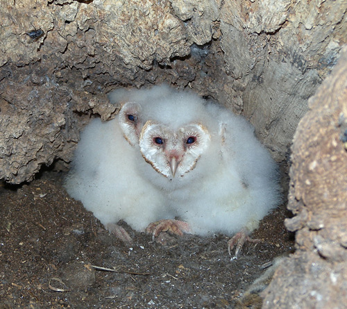 The hole in the tree gang