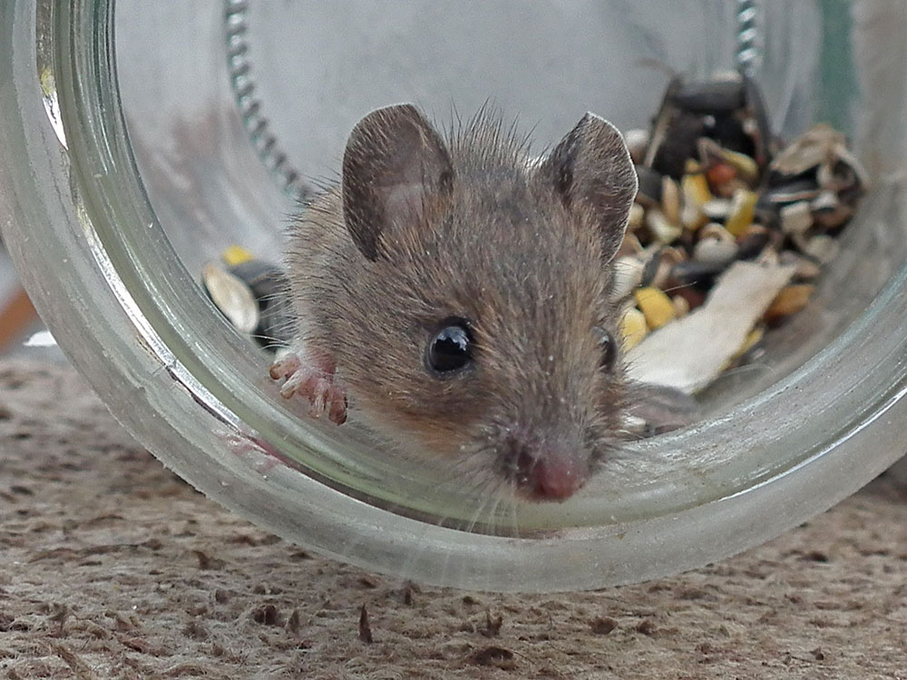 Photo of Wood Mouse