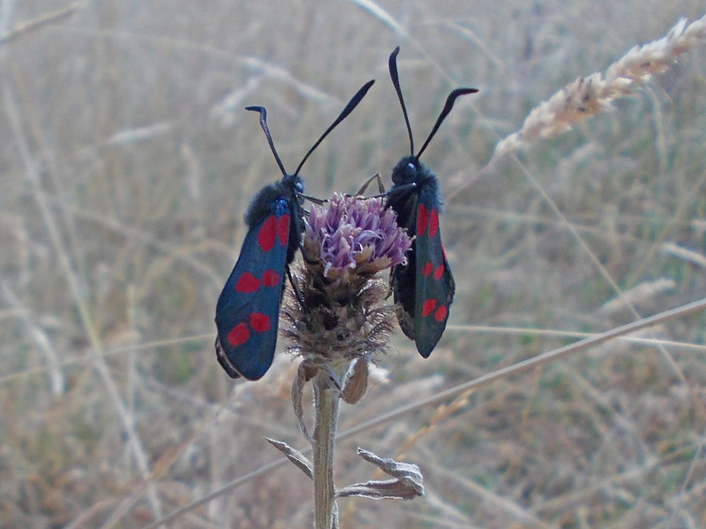 Photo of 6-spot Burnets