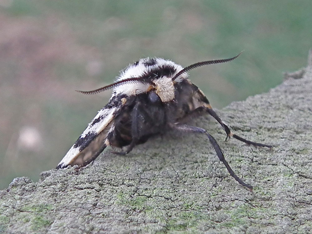 Photo of head of Black Arches