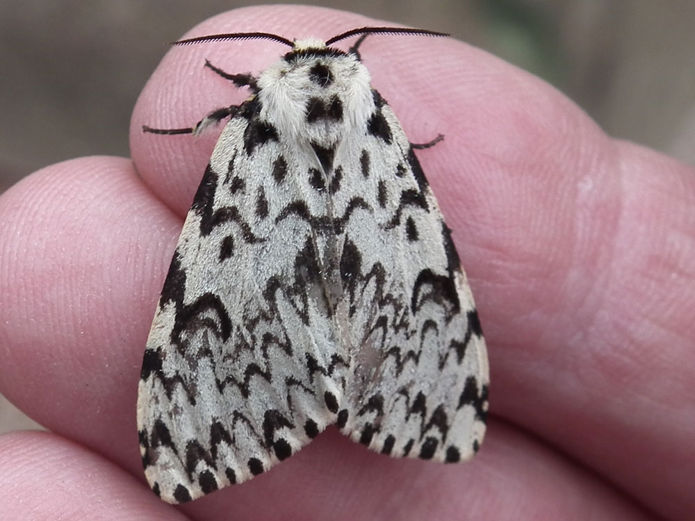 Photo of Black Arches