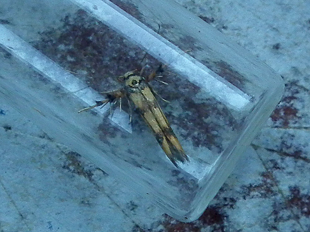 Photo of Strathmopoda pedella