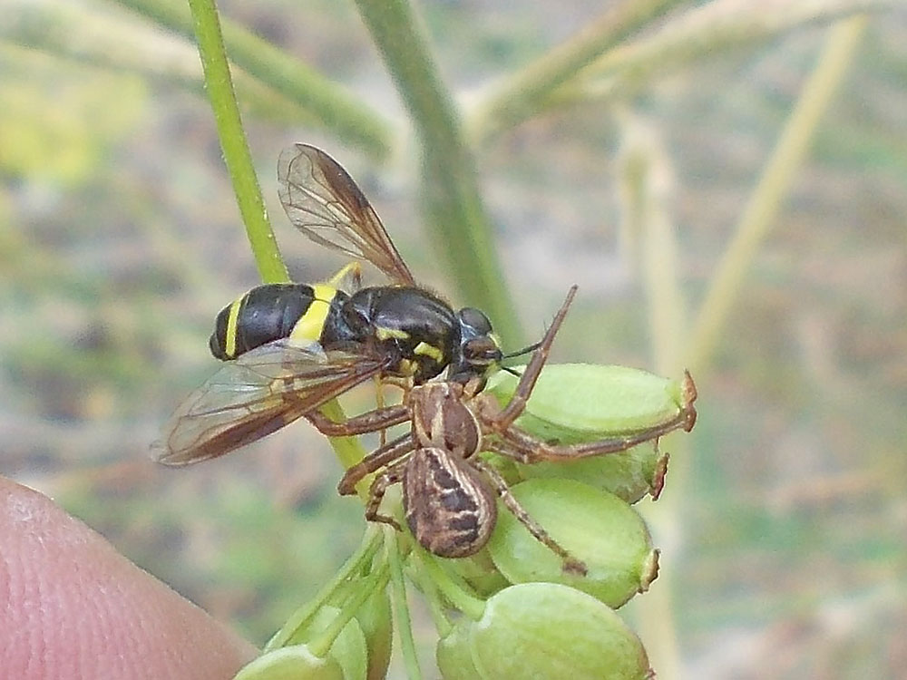 Photo of Chrysotoxum bicinctum