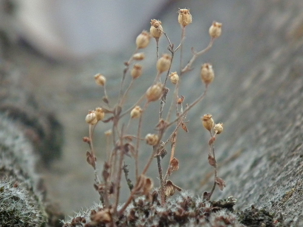Photo of Thyme-leaved Sandwort