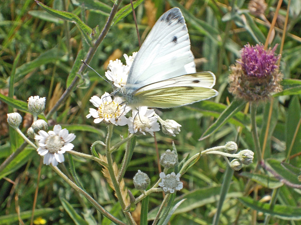 Photo of Sneezewort (with Green-veined White)