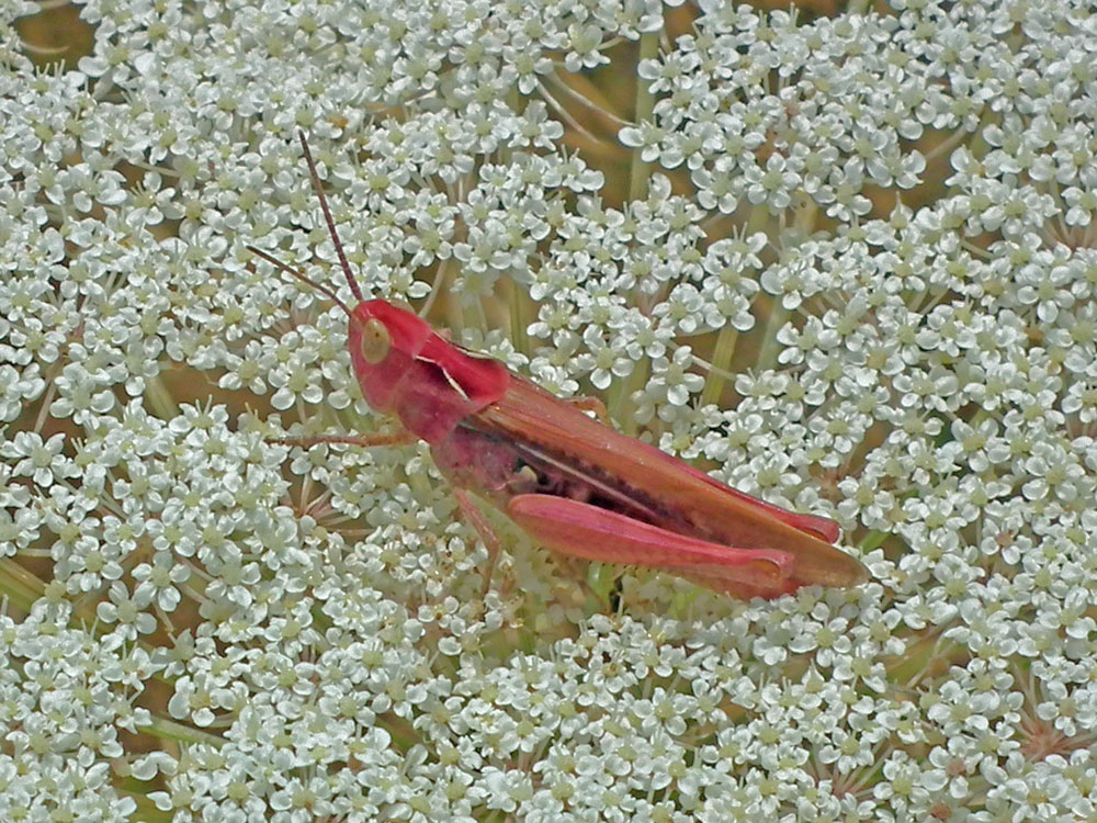Photo of Chorthippus brunneus