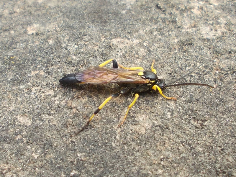 Photo of Amblyteles armatorius