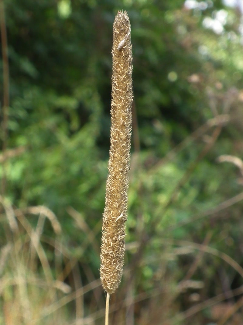 Photo of Phleum pratense