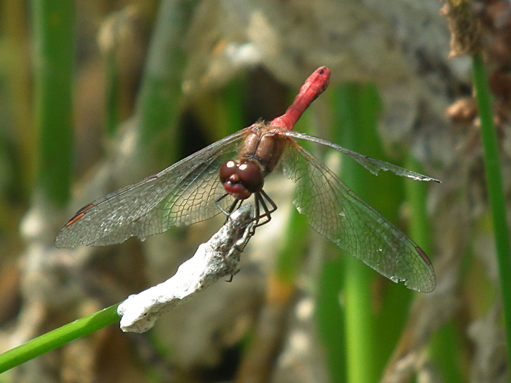 Photo of Ruddy Darter
