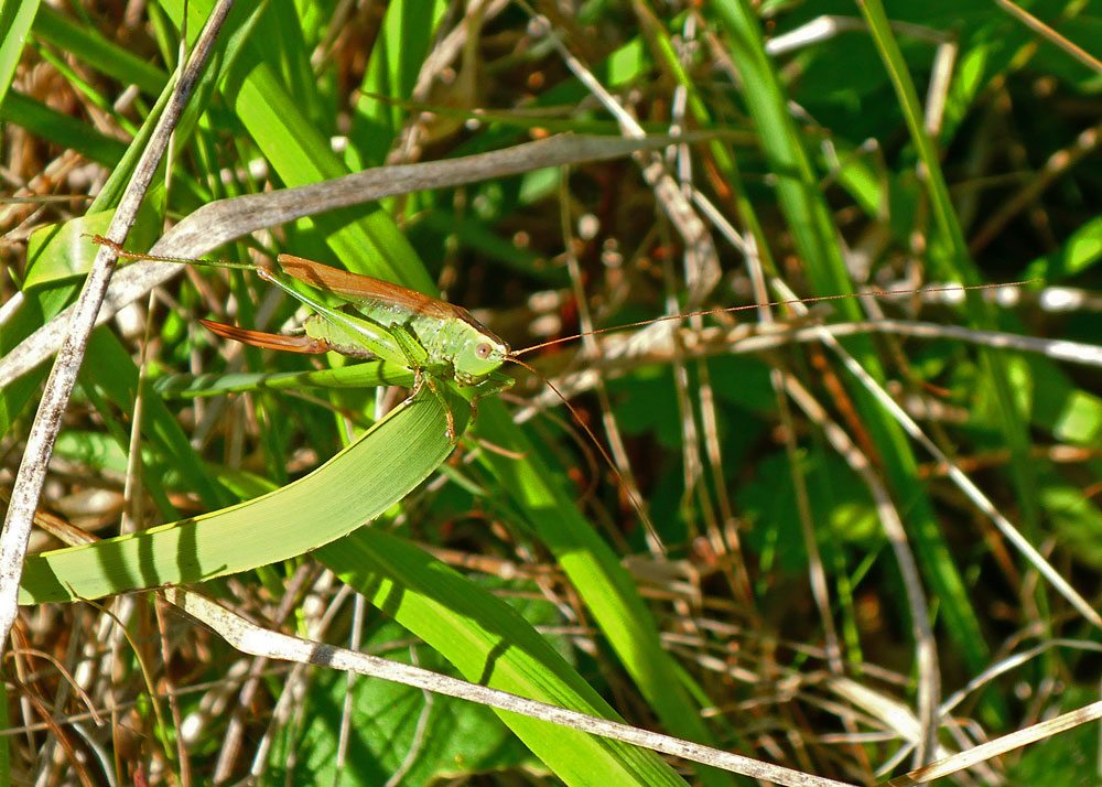 Photo of Long-winged Conehead