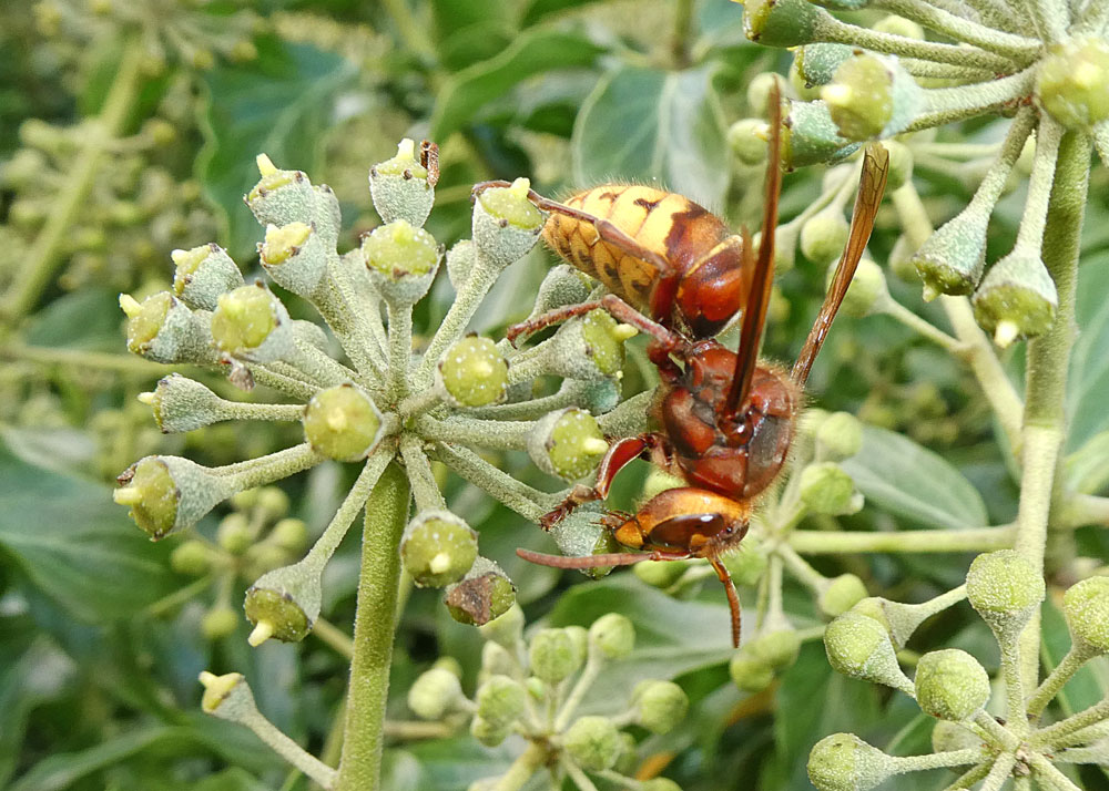 Photo of Hornet