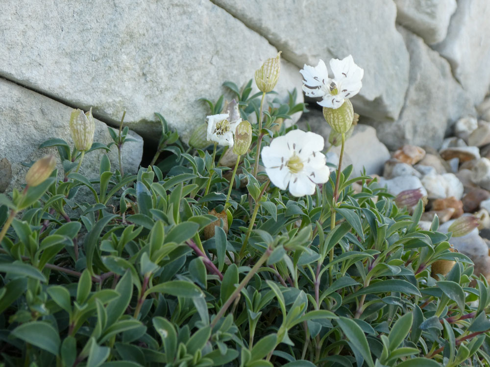 Photo of Sea Campion