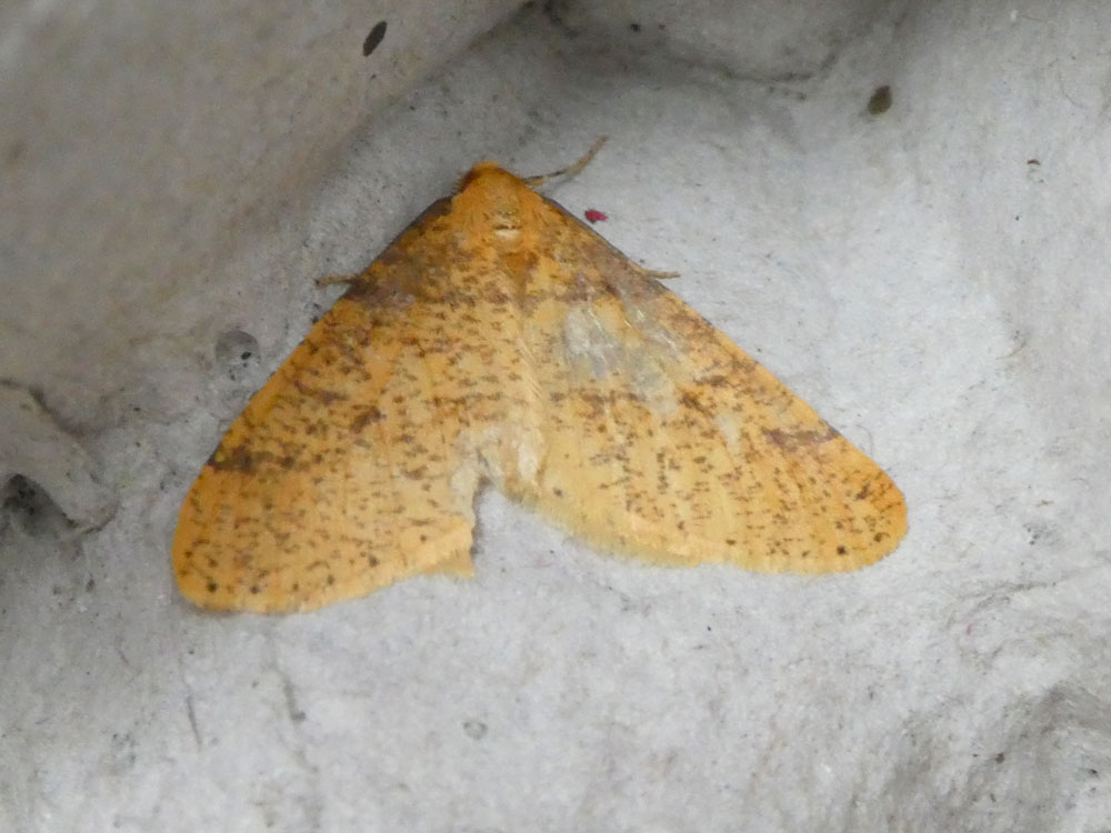 Photo of Scarce Umber