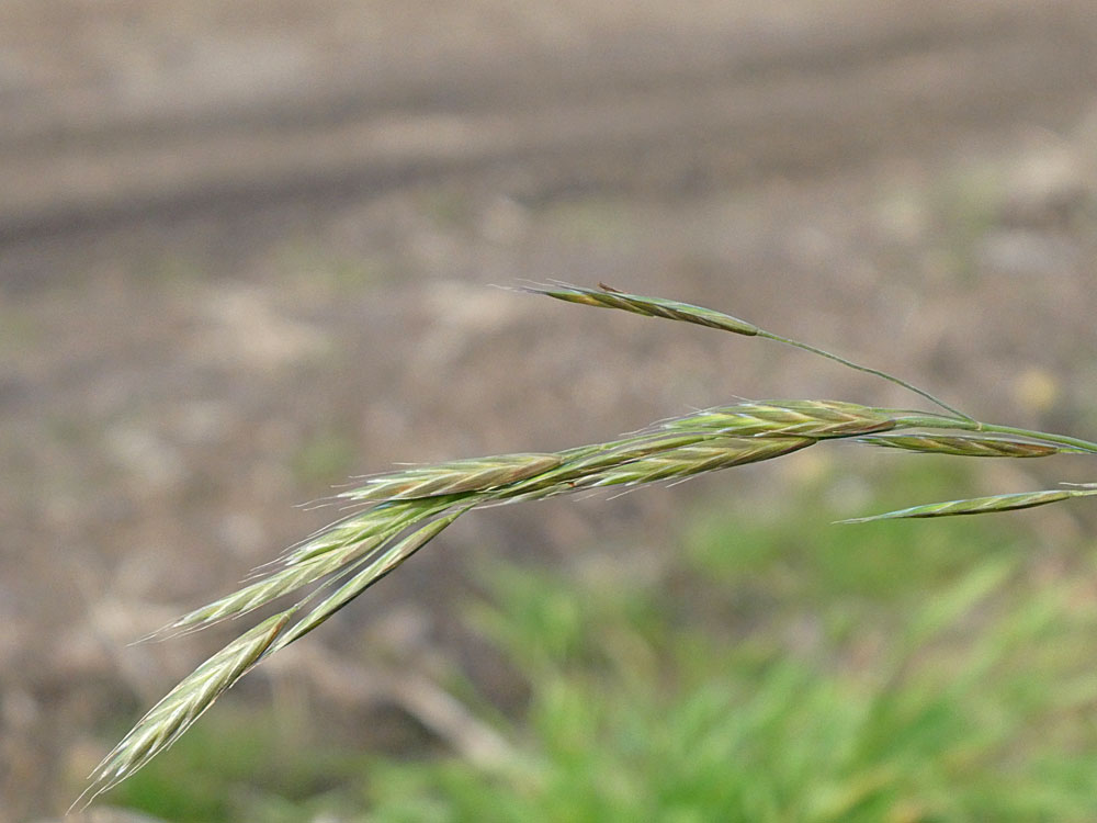 Photo of California Brome