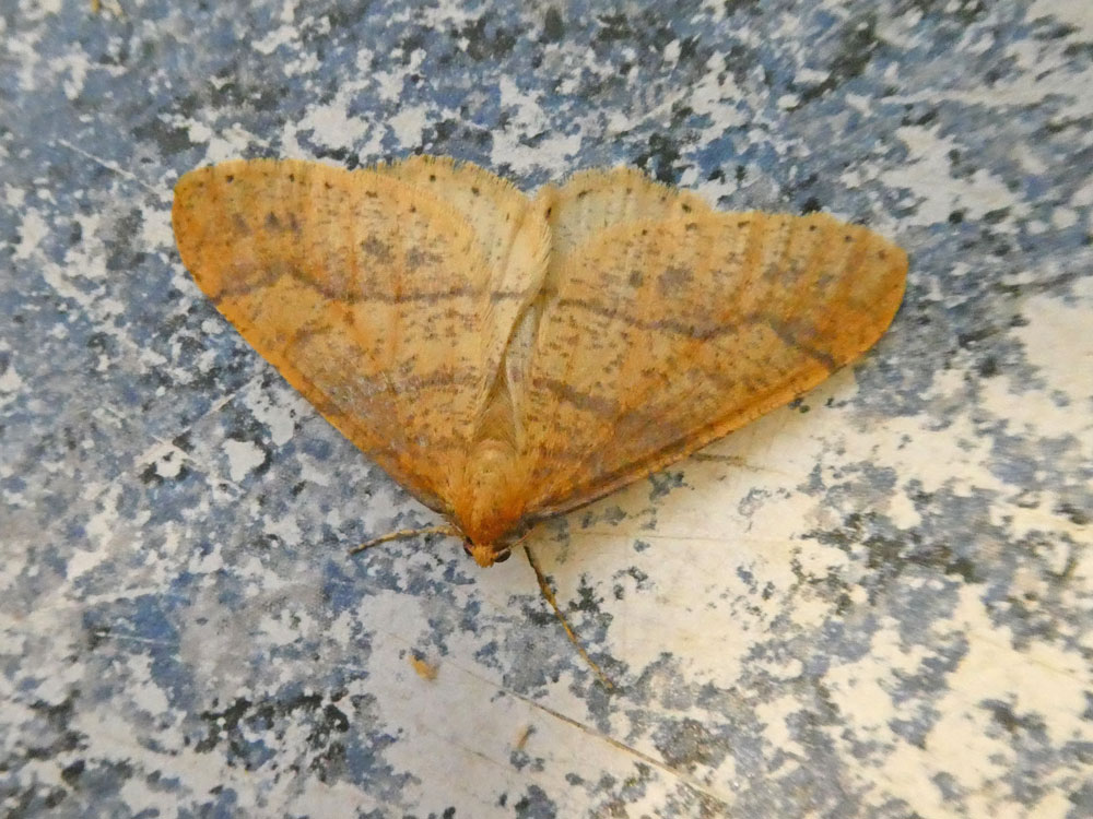 Scarce Umber
